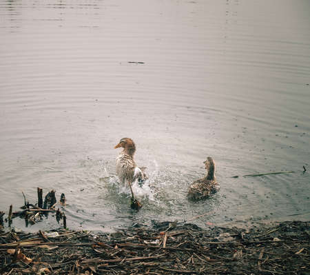 Duck by the waterの写真素材