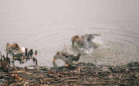 Duck by the waterの写真素材