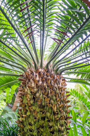 Thriving Cycas revoluta. Cycas revoluta even bears three fruity growths, and the conditions here are perfect for their growth.の写真素材