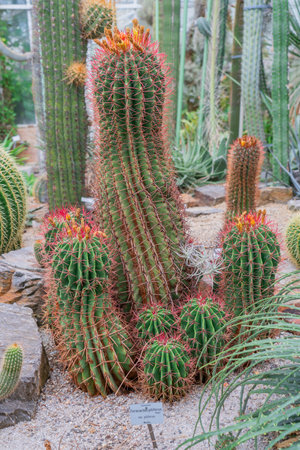 Golden Barrel Cactus, golden amber blooming.