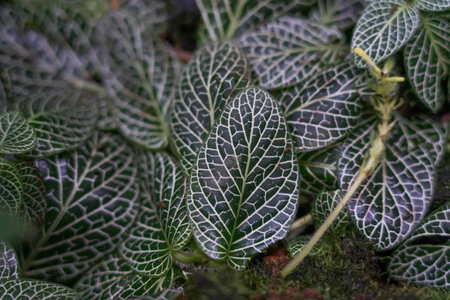 The leaves of the reticulate grass are covered with reticles.の写真素材