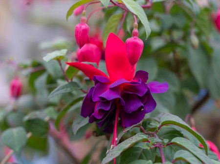 Fuchsia in bloom, with different colors in the petalsの写真素材