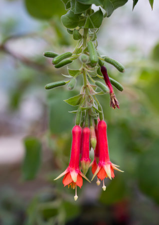Fuchsia is blooming, every flower is beautiful.の写真素材