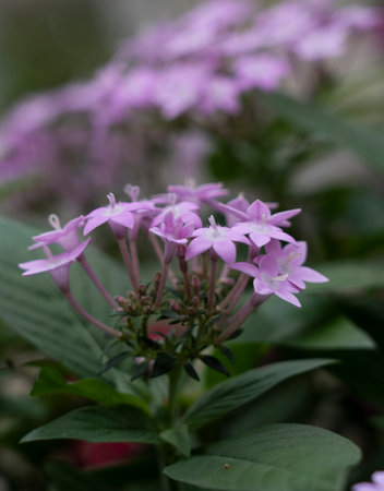 Solanaceae Datura plant with purple flowers.の写真素材