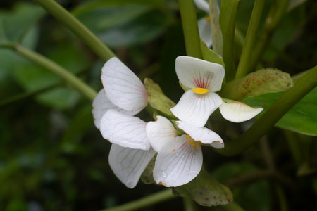 Blooming white flowers.の写真素材