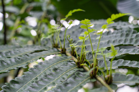 fern leaves re-sproutingの写真素材