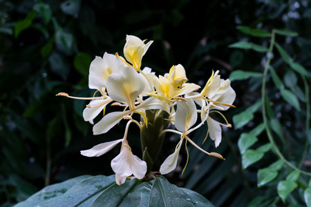 yellow flower in bloomの写真素材