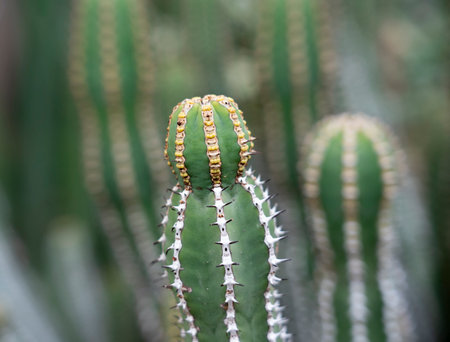 lush growing cactus