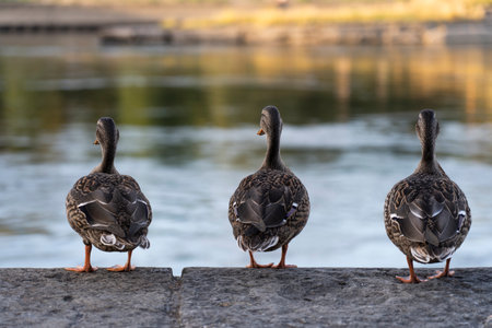 Three ducks stand by the river and look at the scenery.の写真素材