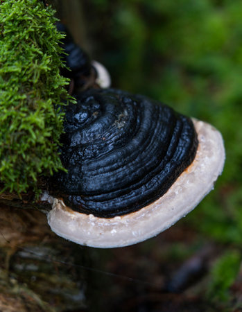 In autumn after rain, mushrooms grow lushly.