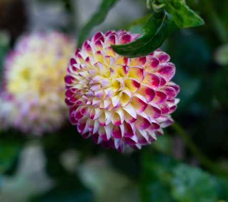Dahlia pinnata Cav. in bloomの写真素材