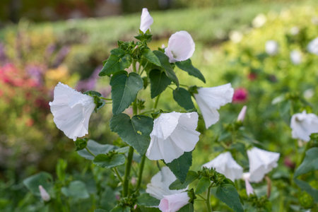 The blooming Hibiscus moscheutos is beautiful.の写真素材