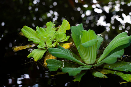 Two Pistia stratiotes L. plants with green leaves on the water.の写真素材