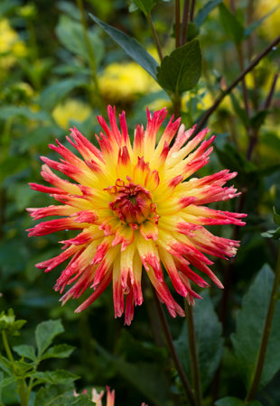 The blooming flowers are brightly colored and beautiful.の写真素材