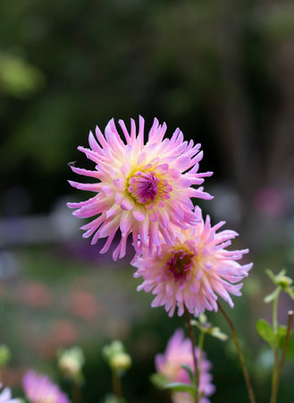 The blooming flowers are brightly colored and beautiful.の写真素材
