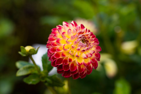 Dahlia pinnata Cav. in bloomの写真素材