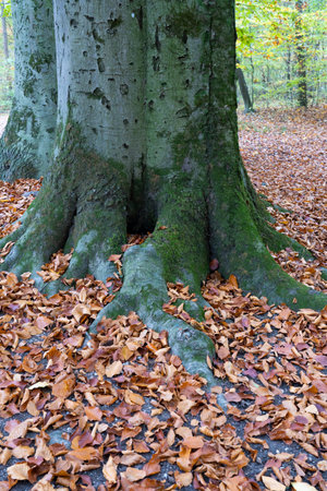In autumn, the ground next to the tree roots is covered with autumn leaves.の写真素材