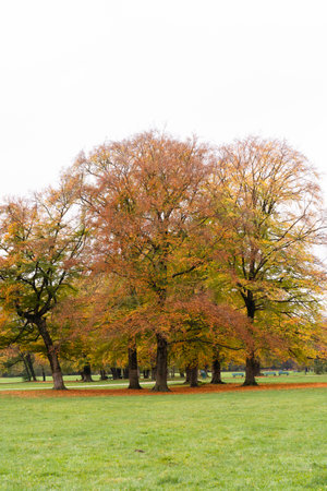 The leaves on the lawn turn red in autumn.の写真素材