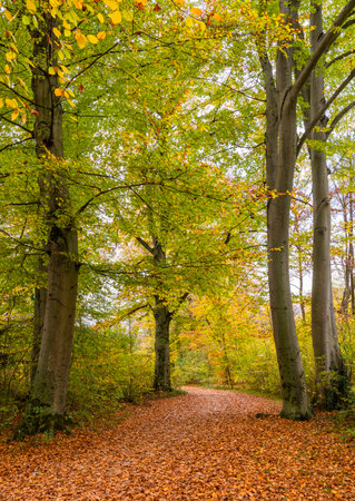The roads full of fallen leaves are full of trees.の写真素材