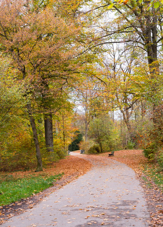 The roads full of fallen leaves are full of trees.の写真素材