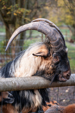 Goat trying to jump out of the sheepfold.の写真素材