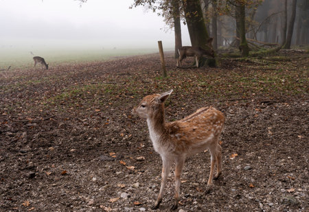 A cute little sika deerの写真素材