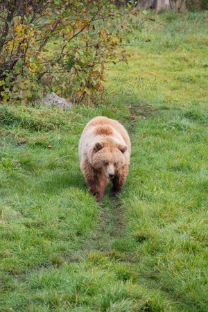 grizzly bear walking on grassの写真素材