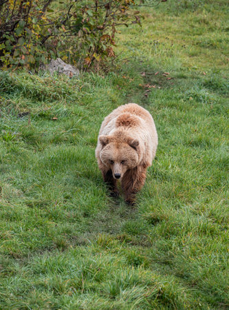 grizzly bear walking on grassの写真素材