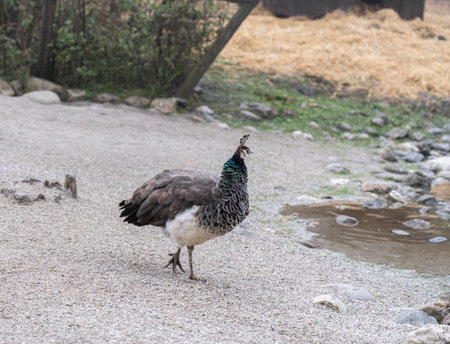 A beautiful blue peacock is looking for foodの写真素材