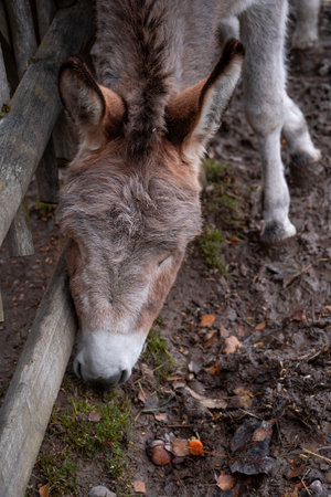 donkey headの写真素材
