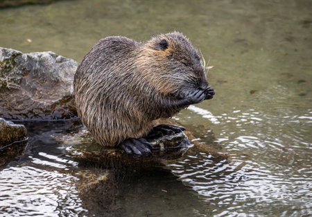 Nutria taking a bath by the waterの写真素材
