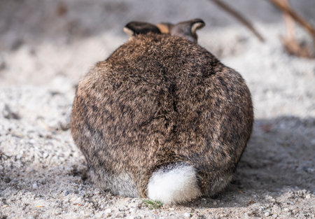 cute gray rabbitの写真素材