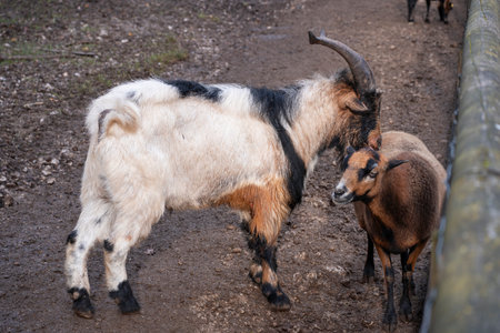old goat and lambの写真素材