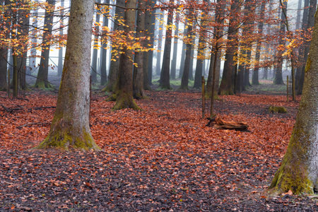 A sleeping deer in the autumn forestの写真素材
