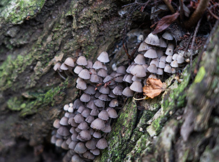 Wild mushrooms growing in clusters on tree rootsの写真素材