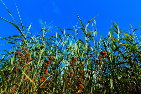 Close up to reeds under the blue skyの写真素材