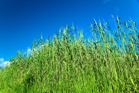 Close up to reeds under the blue skyの写真素材