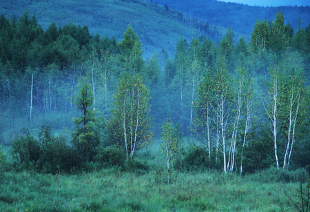 The birch forest Chinese Inner Mongolia shiwei  Shiwei -- Inner Mongolia is located in the most north, the Sino Russian border town, is China s only Russian nationality township  Has been rated as one of the top ten charming towns  The town is inhabited bの写真素材