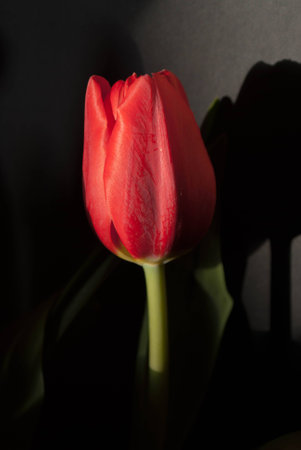 Red Tulip Isolated on Black Backgroundの写真素材