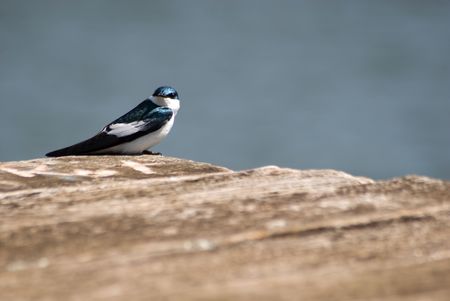 White-winged Swallow, Tachycineta albiventer - Hirundinidae, at the Park of the Lake, Guarapuava city, Parana state, Brazil.の写真素材