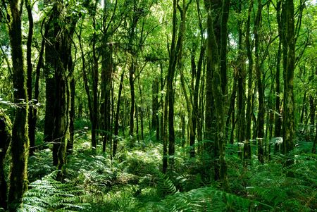Trunks of trees with moss on brazilian atlantic rainforest.の写真素材