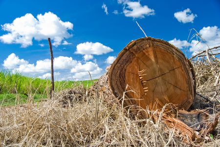 Cut tree trunk lying on the ground with sugarcane plantation on background and blue sky with clouds.の写真素材