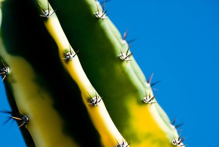Detail of prickly cactus with thorns and blue sky on background.の写真素材