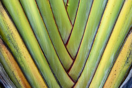 Diagonal insertion pattern of colored leaves on palm stem.