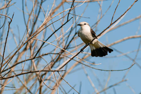 White-rumped Monjita perched on dry tree branches with blue sky in the background.
