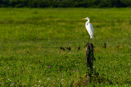 Pasture with termite mounds in the Pantanal of Mato Grosso, with fence in the foreground and forest in the background.の写真素材