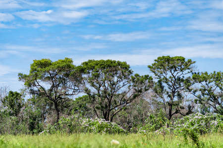 Group of trees with flowering shrubs in the foreground and blue sky in the background. Typical landscape of the Pantanal of Mato Grosso ..の写真素材