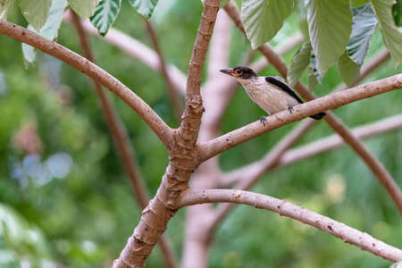 Black-crowned Tityra perched on an embauba branch, looking at the observer, with blurred green leaves in the background.の写真素材