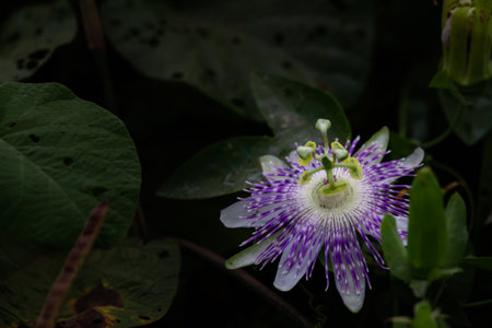 Passion flower with white and purple petals surrounded by green leaves.の写真素材