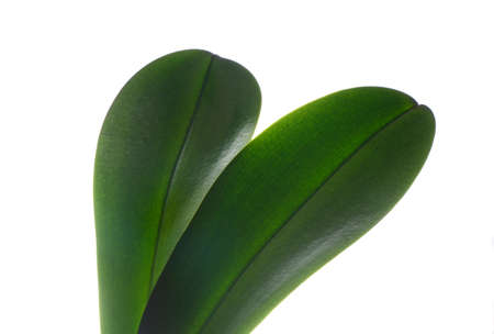 Two orchid leaves and white background backlit.の写真素材